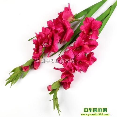 20171׸߶Ȅmr1.2ׄmrуr