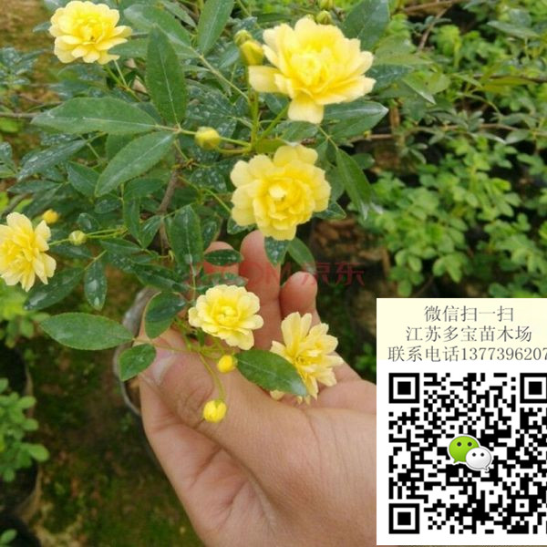 2017߶45SõСr񡢈rDƬaػ