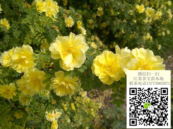 2017߶50SõСr񡢈rDƬaػ