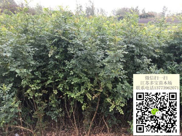 2017߶1SõСr񡢈rDƬaػ