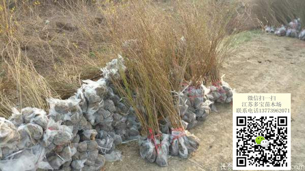 2017߶120SõСr񡢈rDƬaػ