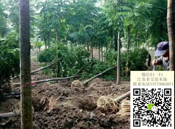 2017׏14Sɽr14SɽrDƬ