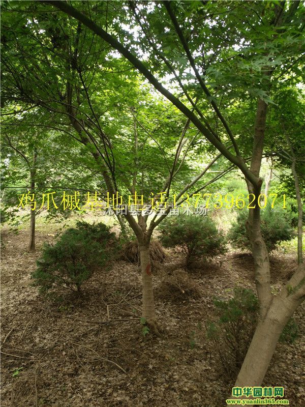 20178uצʃr10uצʈruצСr