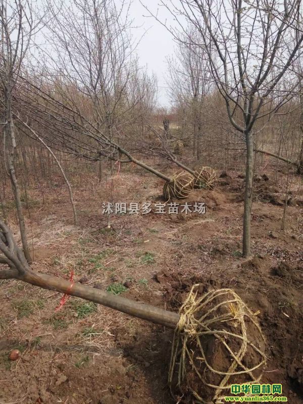 20175ľϘr(ji)5ľϘС(bo)r(ji)؈DƬ