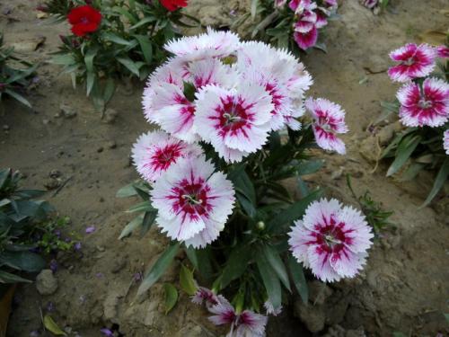 2017곣ʯ(bo)r(ji)ʯr(ji)ʯСNֲ