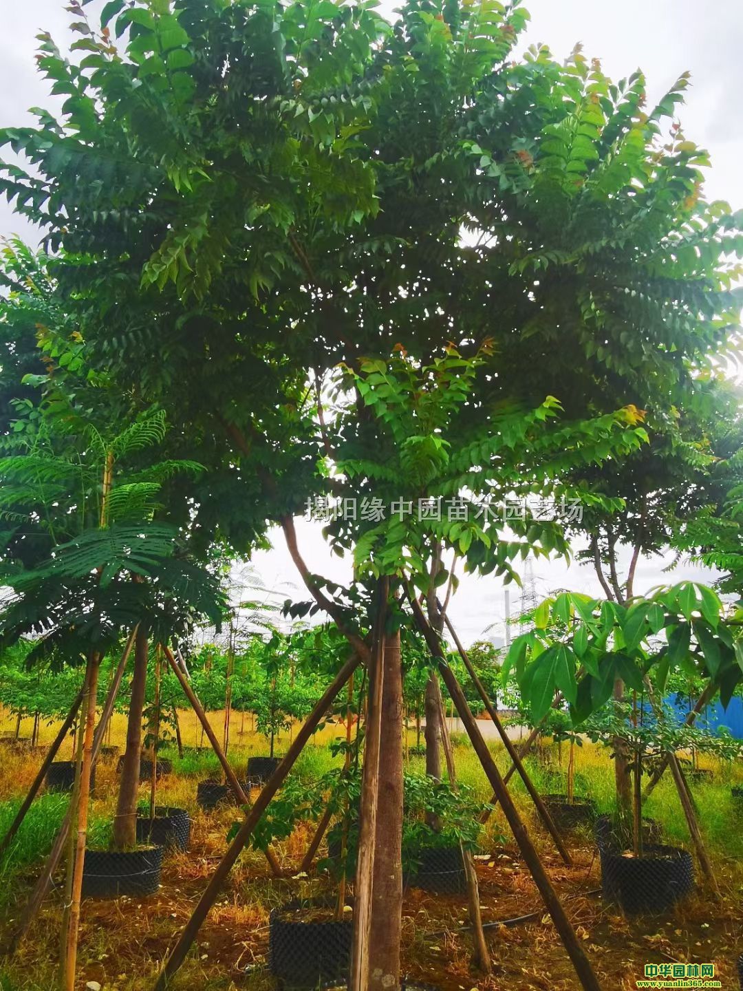 V|鬹(yng)V|鬃r(ji)