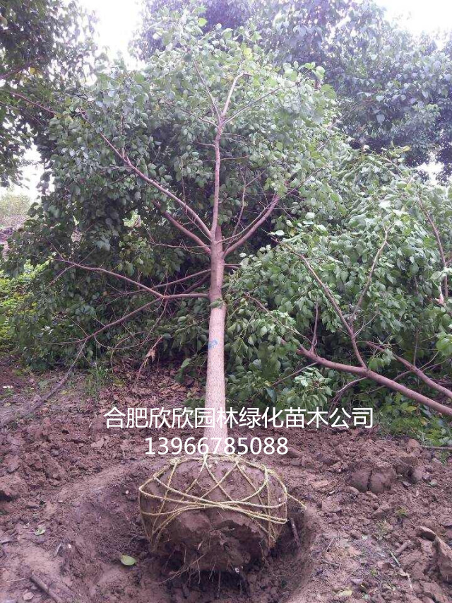 ľzdľRľ鱘䡢ɣ䡢