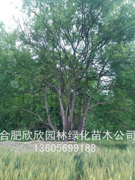 ܸ߶800CMڷ500CMܸ߶600CM