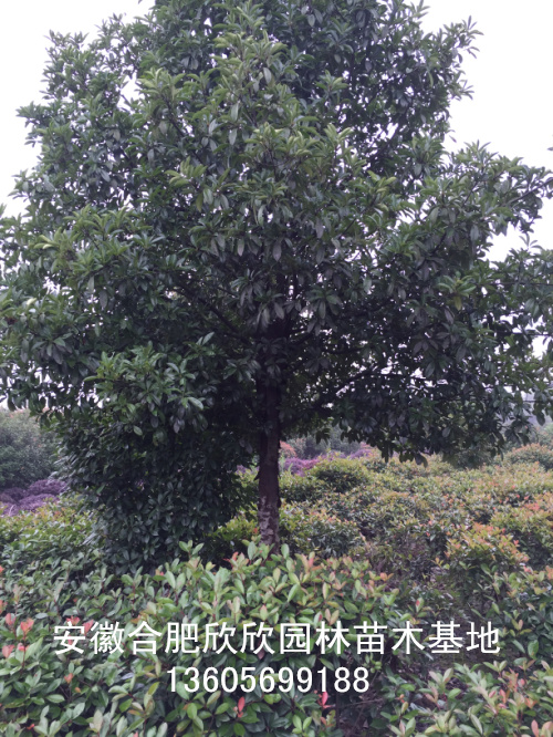 ľʯ骡ΗUľʯ骡ľʯ