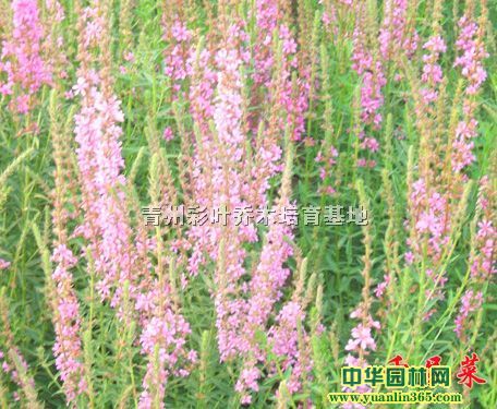 ޸ϵм١βݡ޹²ݡǧˡرաرʯ