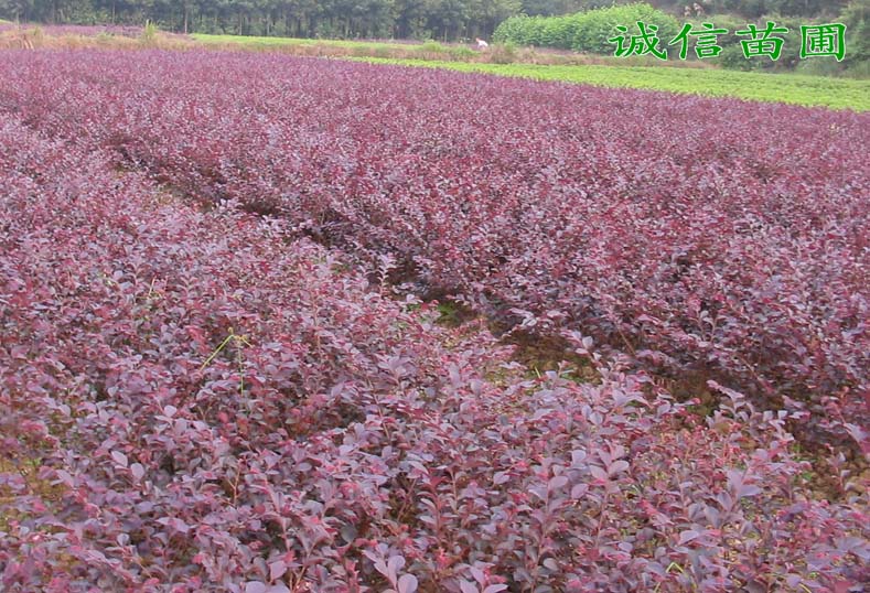 ~Сޡlì~ŮؑС~S~