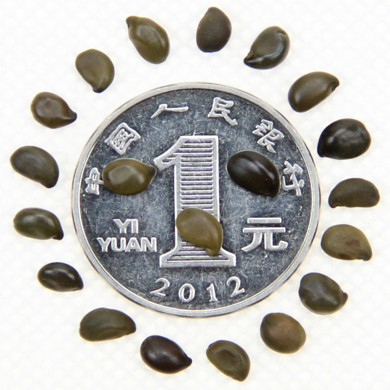 l|SNӡSNӡ²ɡlѿʸ󃞻