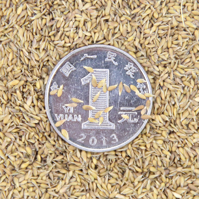 كݲƺNӡXݡرݷNӡكݡͲѼك