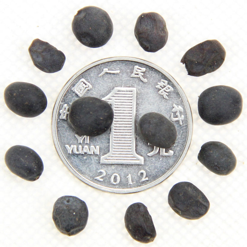 ۾GhľNӡɭŮؑNӡ~ƷN