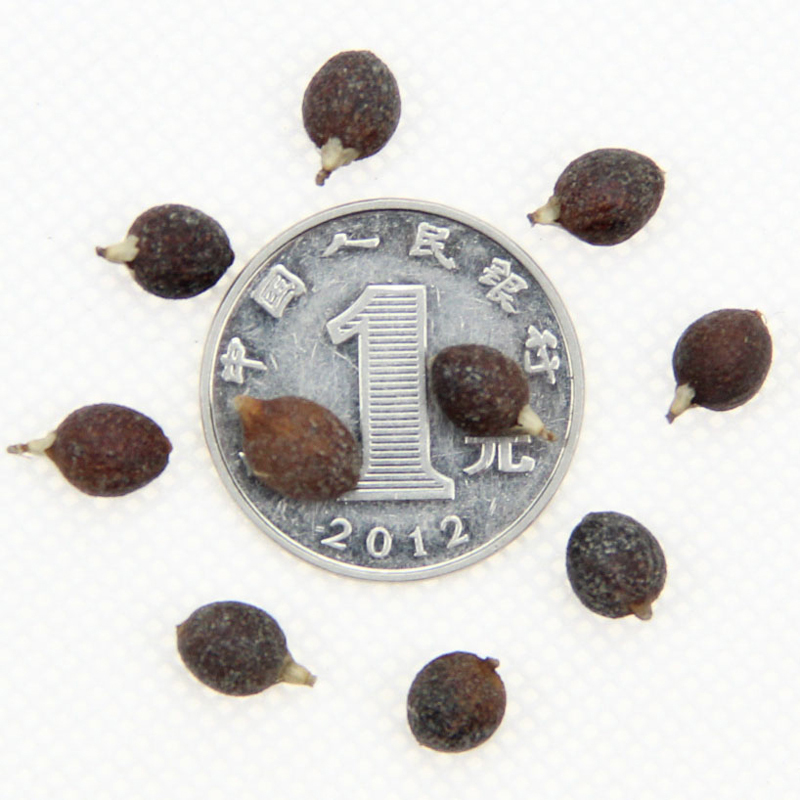 Nӹ˾l(f)˿NӡѿNӡAʢDؙNr(ji)