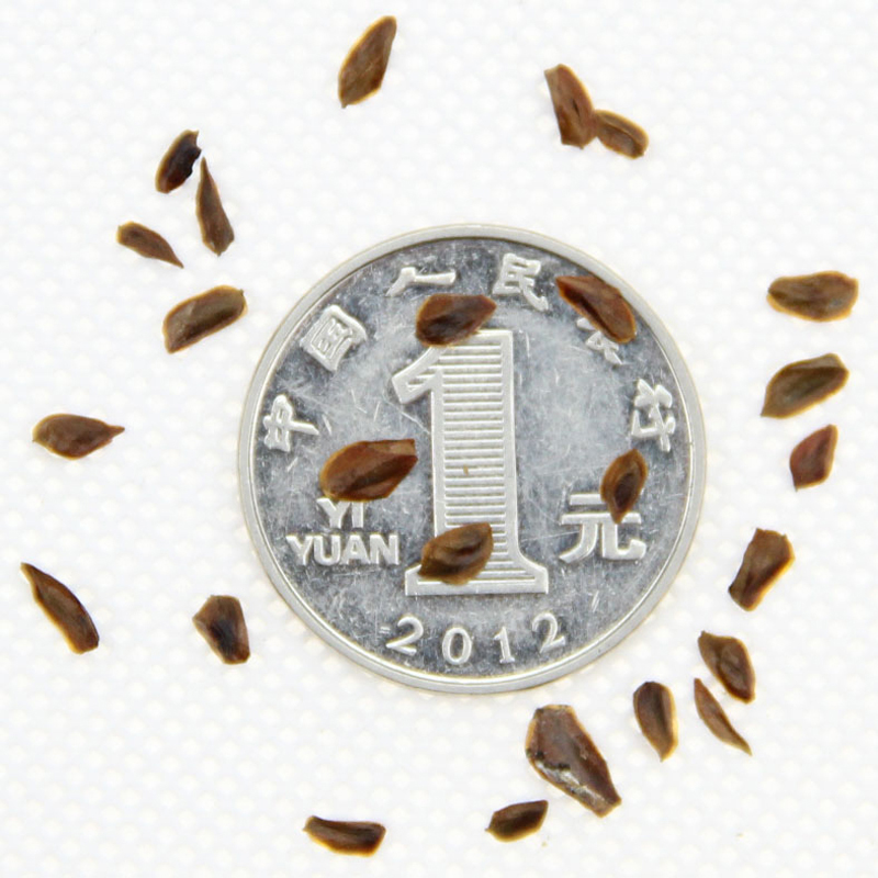 ²ɼNӡھxɼNӡeL~ȸɡɼľN