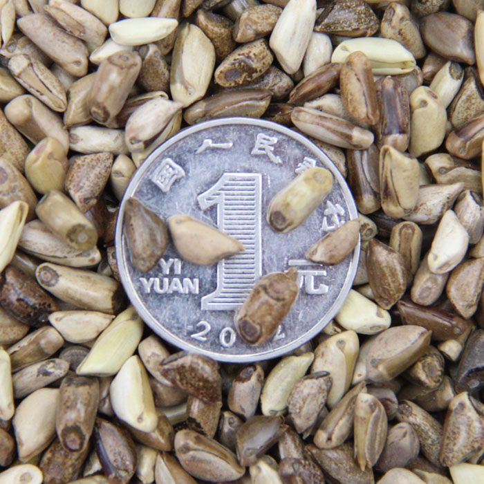 l(f)ݷNī׷NuZţa(chn)(yu)ݚgӭԃ