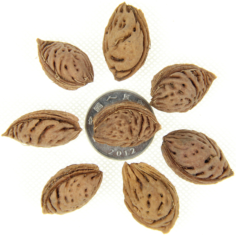 ¼ӹëҷNɽҷNëҘNӡҰëҺ˷NɽëҼ޽Ҙ