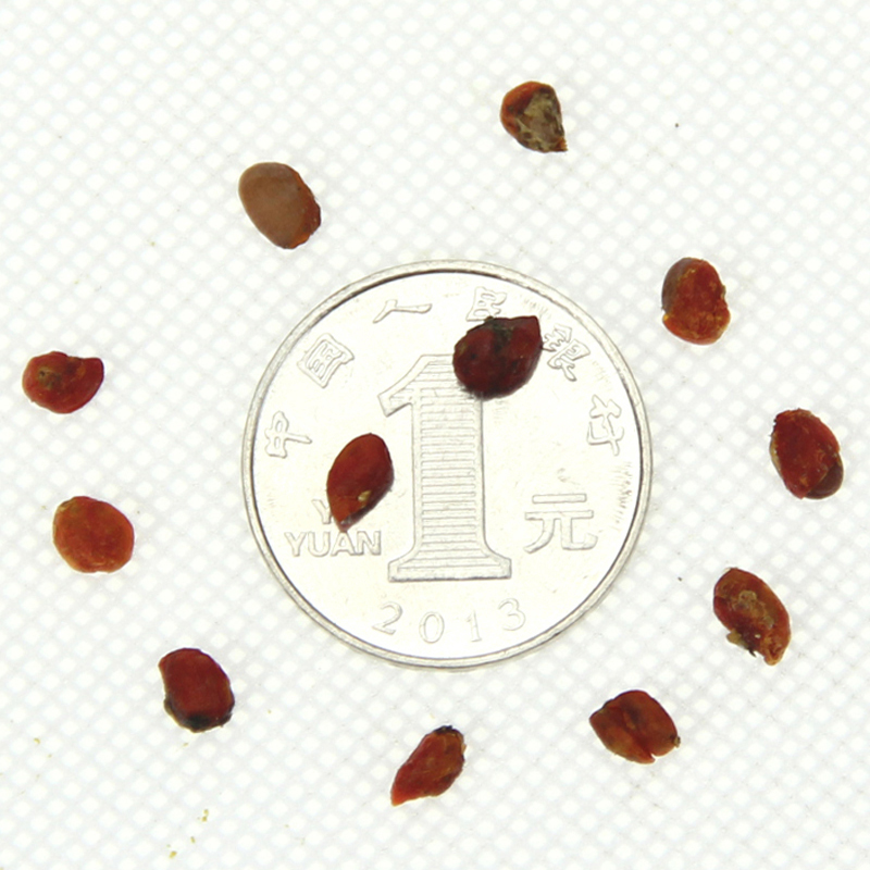 zľNӡ~lìNӰҘNӡ²ɰNӰlѿʸ