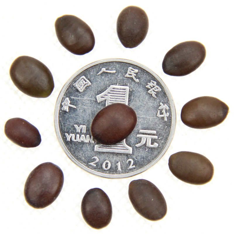 l²ǷNӡСǷNӡvǘNӰlѿʘO