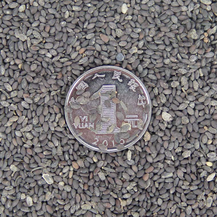 һ{Nlҷζ⡢{βݷNӡL鼆zӰ