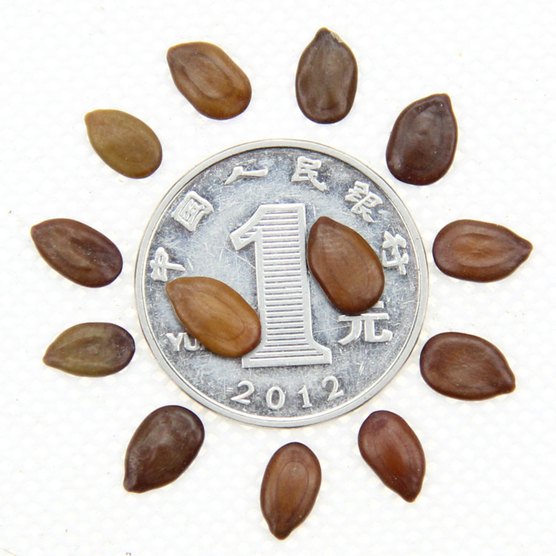 l²yϚgNӡľyϚgqëNӡtϚgN