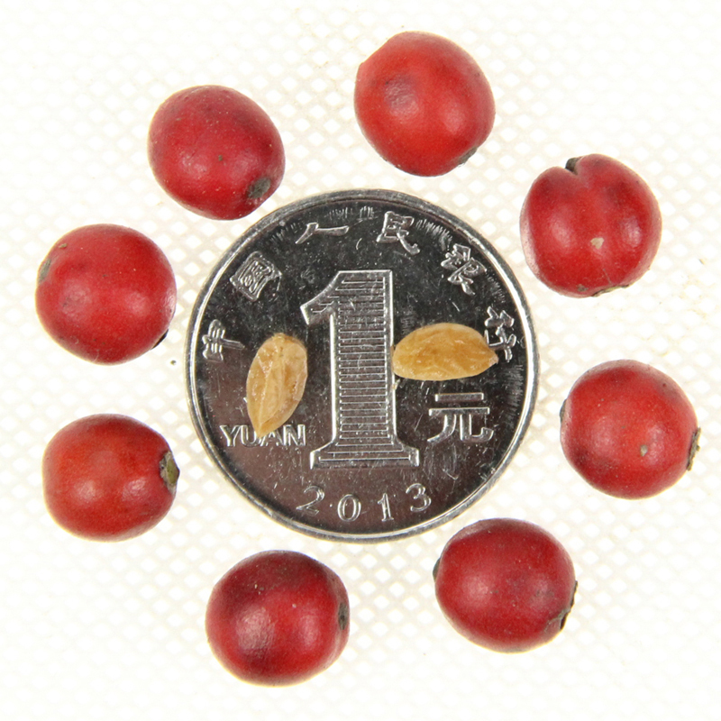 ľNӾGNд۹ǷNB޷NӘǶNӾGN