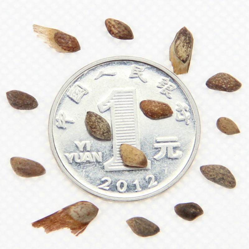 ۮɼNGֲľl(f)ֱN