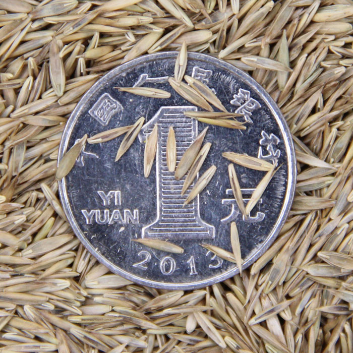 lƺNӡéƺNӡéNƷNȫƺN