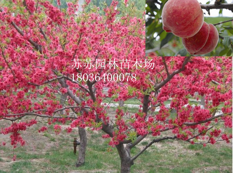 ҡ~ҡtױҡҘ䡢ҡѡJҵľ