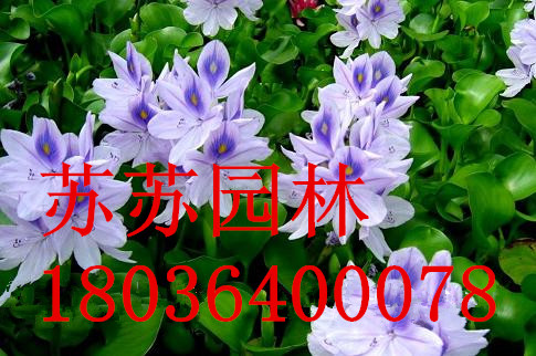 ˯ɏPɏɏɻȹ