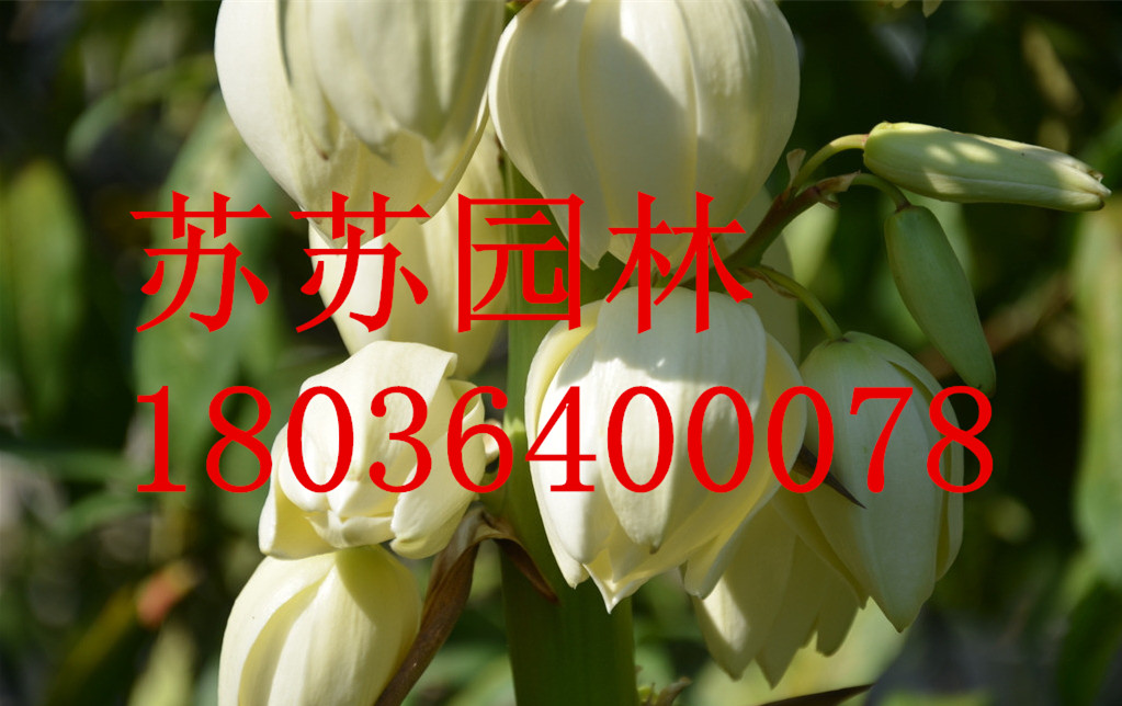 ~zmѩmmm㡢ѩmƤm߅m