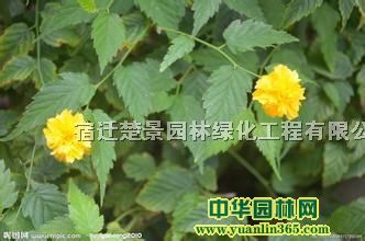 Nġ(gu)ࡢ򡢽Y(ji)ľ