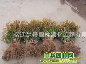 ~ŮؑС硢~SС硢BNС硢t~ССľ