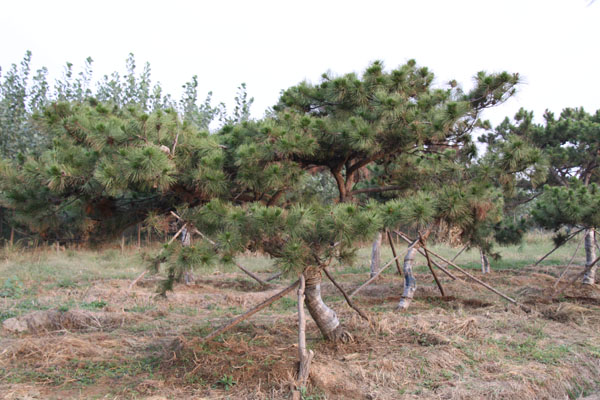 ͺɻءͺɮa(chn)ء5-25ͺ