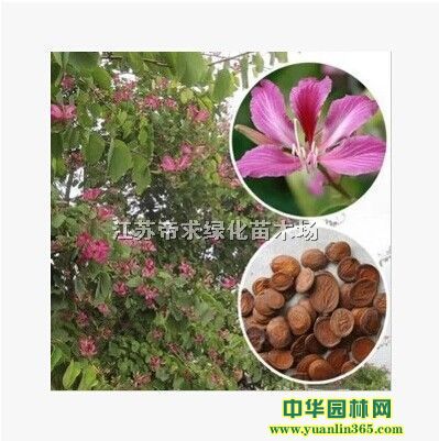 ׷NӡPľNӡSNӡ𻨷NӡGN