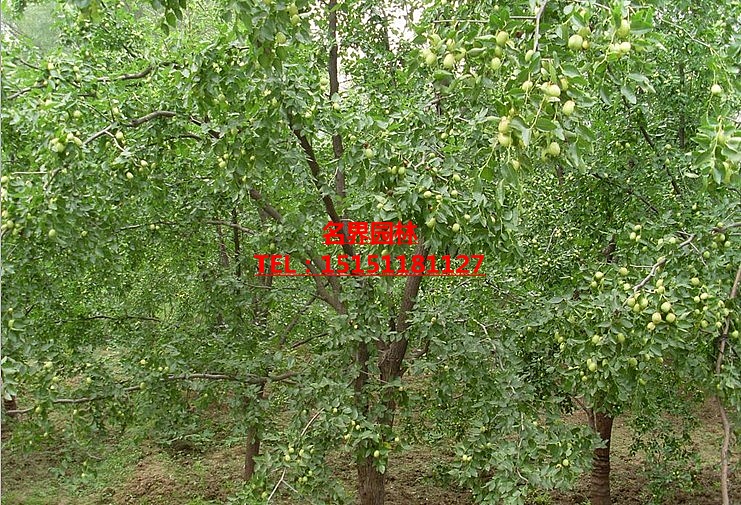 (gu)󗗘(sh)硢մ(sh)