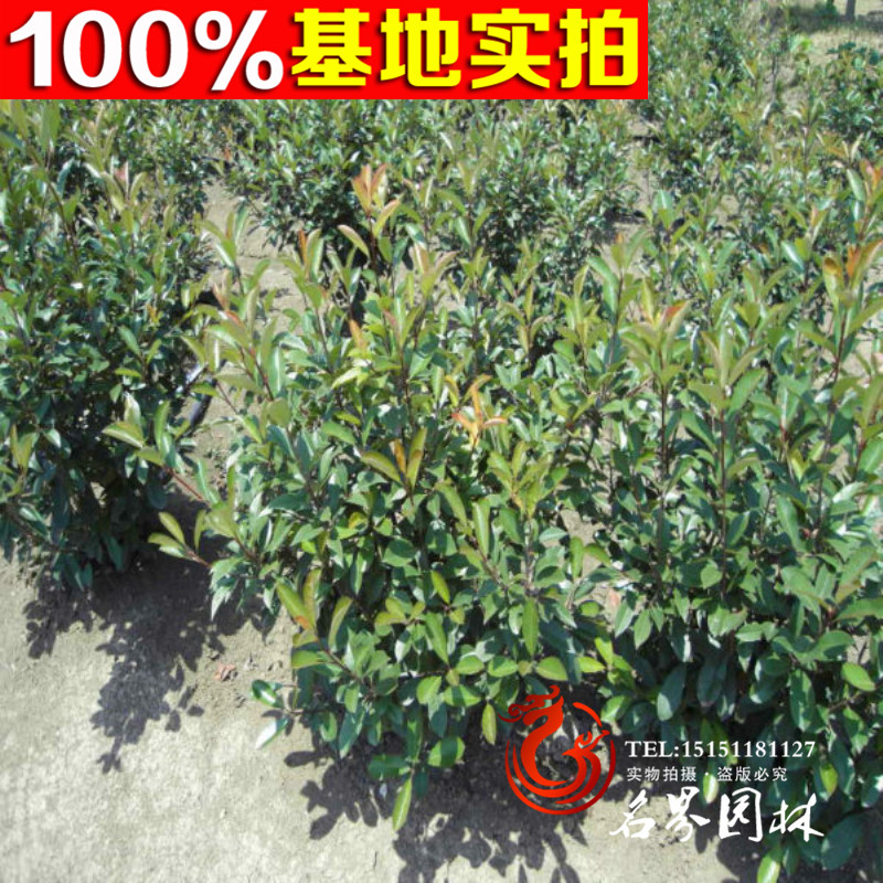 ľʯ骡ľʯС硢ľʯ骹