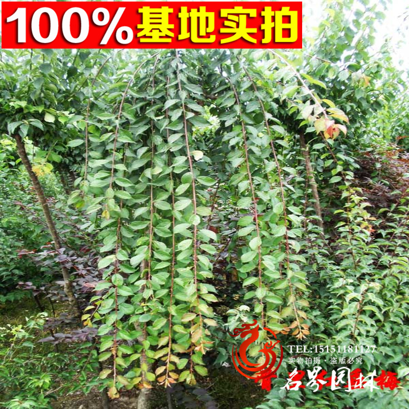 ߗU÷ߗU÷硢ߗU÷С