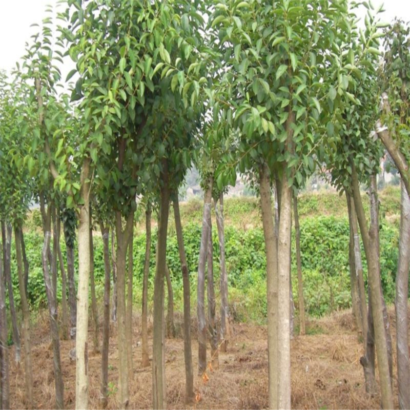 ߗUŮؑߗUŮؑС硢ߗUŮؑ