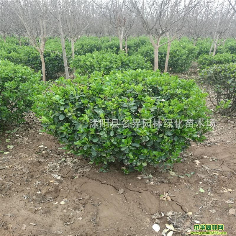 򡢾^bB(yng)o(h)Ρ(sh)