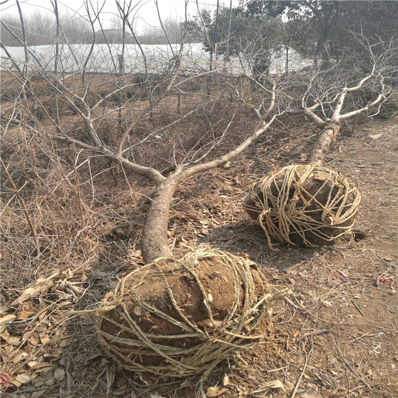 l(f)СF(xin)؛ֱNҎ(gu)