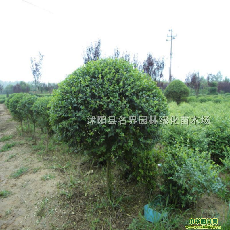 ~Ůؑ|(yu)r@־G؛T