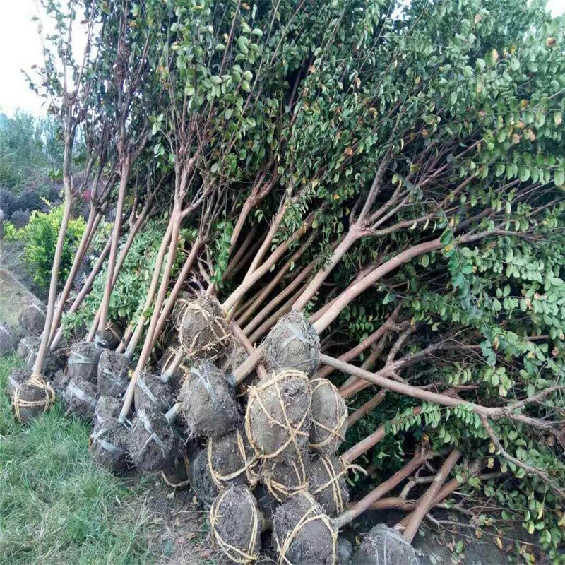 l(f)ޱ硢tޱռtޱƷNtޱС