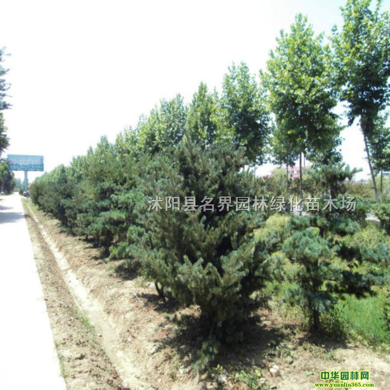 ?bio)ɡl(f)r(ji)r(ji)͸ɻʸ