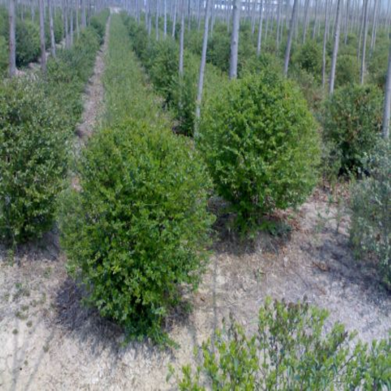 ֱN(yu)|(zh)򡢻硢Ҏ(gu)񡢾Gľ(yu)