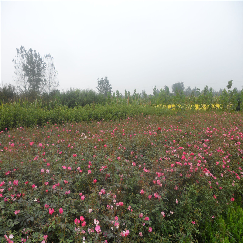 l(f)Nޱ硢໨Nޱ硢ѭh(hun)_ٱNޱֱG