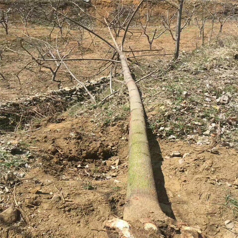 ̈@־GƷͩ䡢ͩ硢ͩ硢Ҏȫ