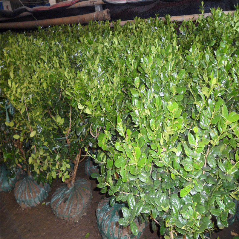 o۹򡢻ֱN|o۹׶򡢵ȾG