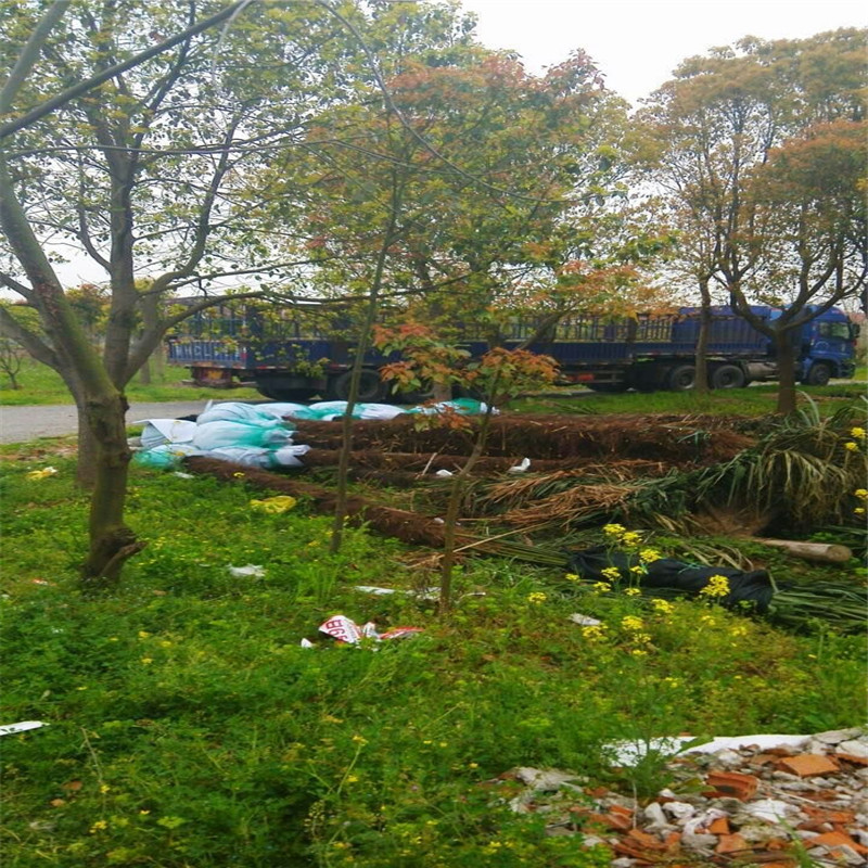 lؘ䡢ؙ䡢ؙ硢ͥԺGľֱN